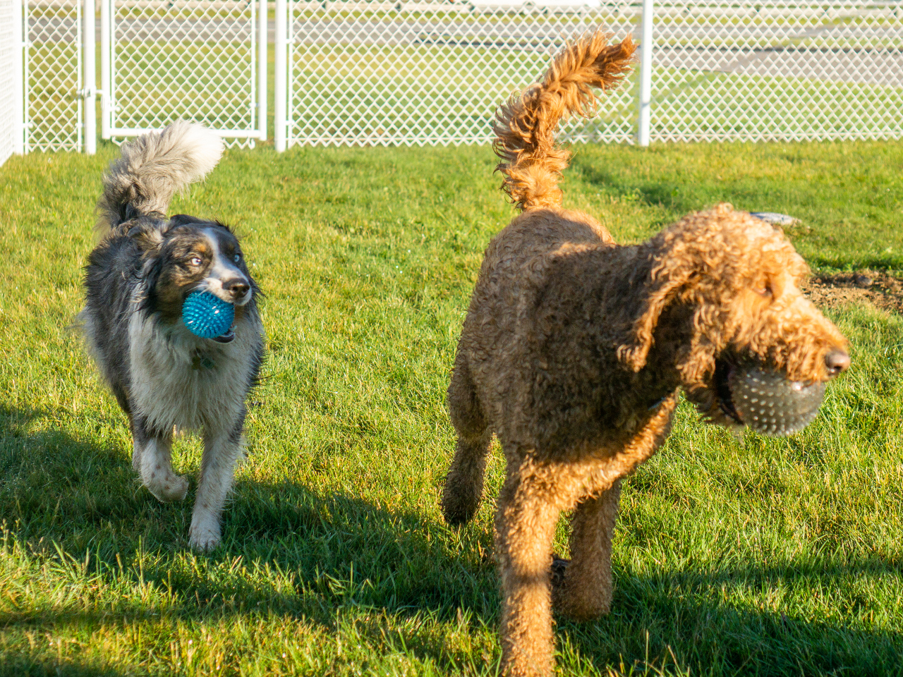 Our Bark Parks, Dog Park, Irving Oil