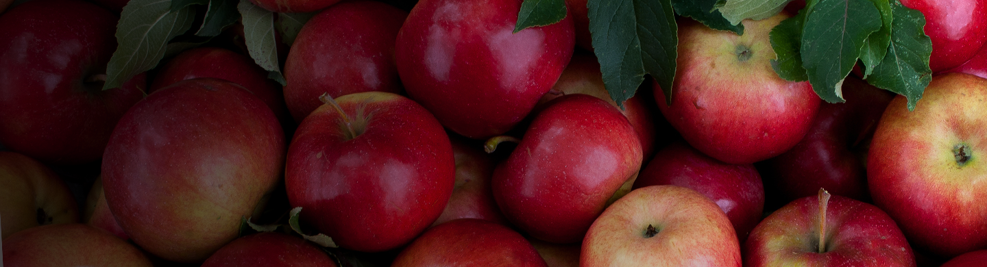 Apples in Atlantic Canada Fall