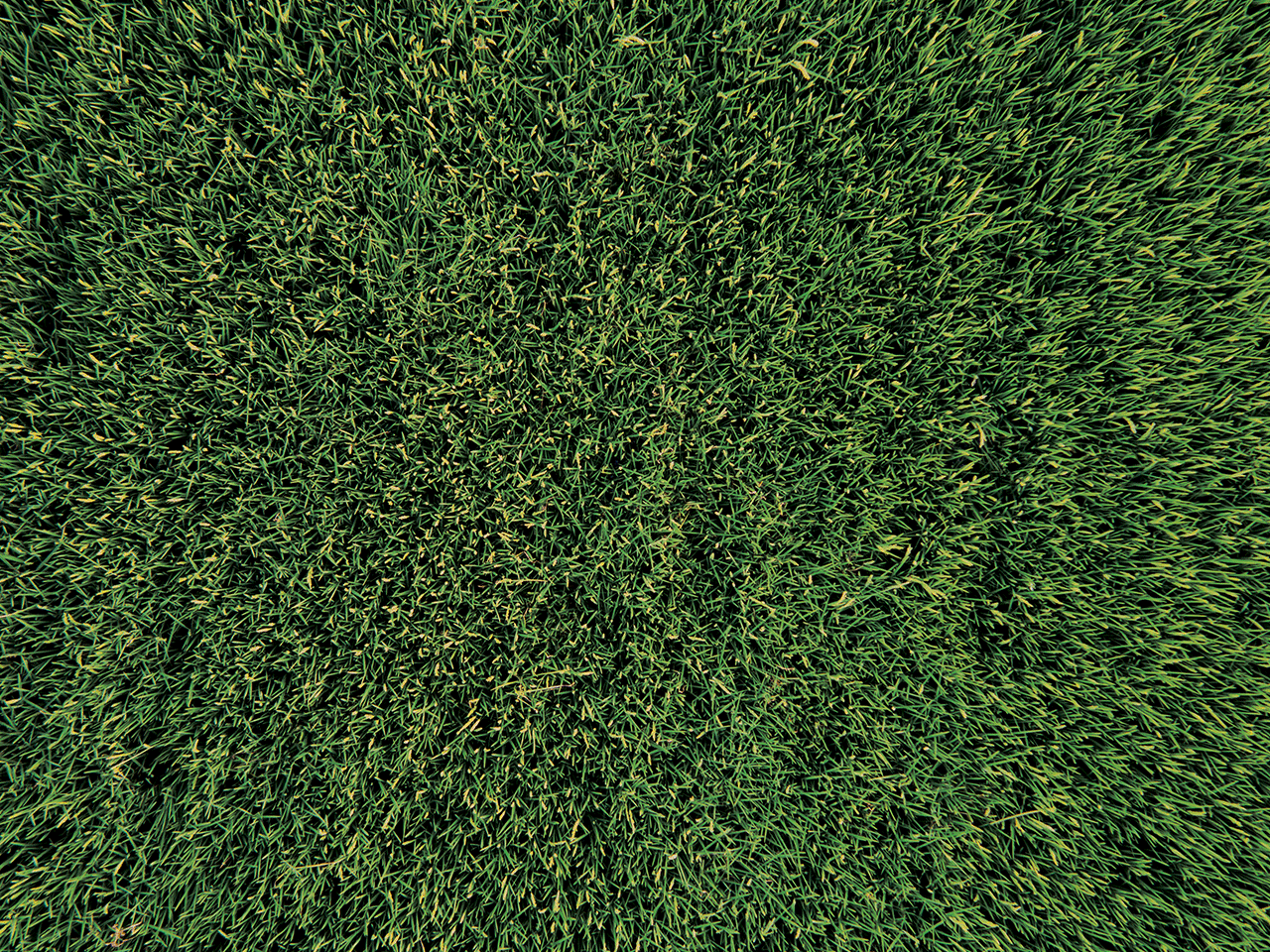 Grass Image